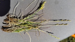 Festuca brachyphylla brachyphylla
