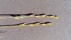 Festuca brachyphylla brachyphylla