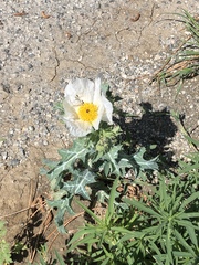 Argemone polyanthemos