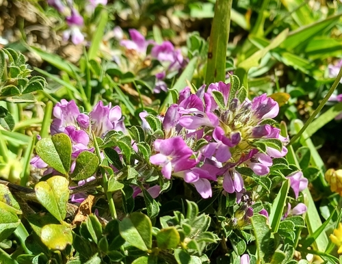 Image of Carpet Dottypea (Psoralea decumbens) by no rights reserved