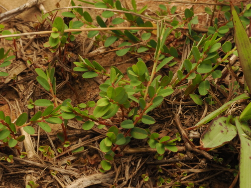 Phyllanthus ussuriensis iNat (3)