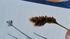 Carex leporinella