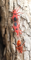 Probergrothius sanguinolens