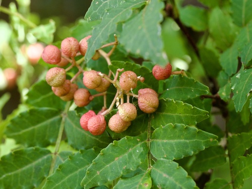 Image of Zanthoxylum piperitum by (c) りなべる, some rights reserved (CC BY)