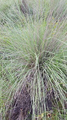 Muhlenbergia lindheimeri
