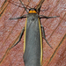 Manulea bicolor - Photo (c) Larry Clarfeld, μερικά δικαιώματα διατηρούνται (CC BY-NC), uploaded by Larry Clarfeld