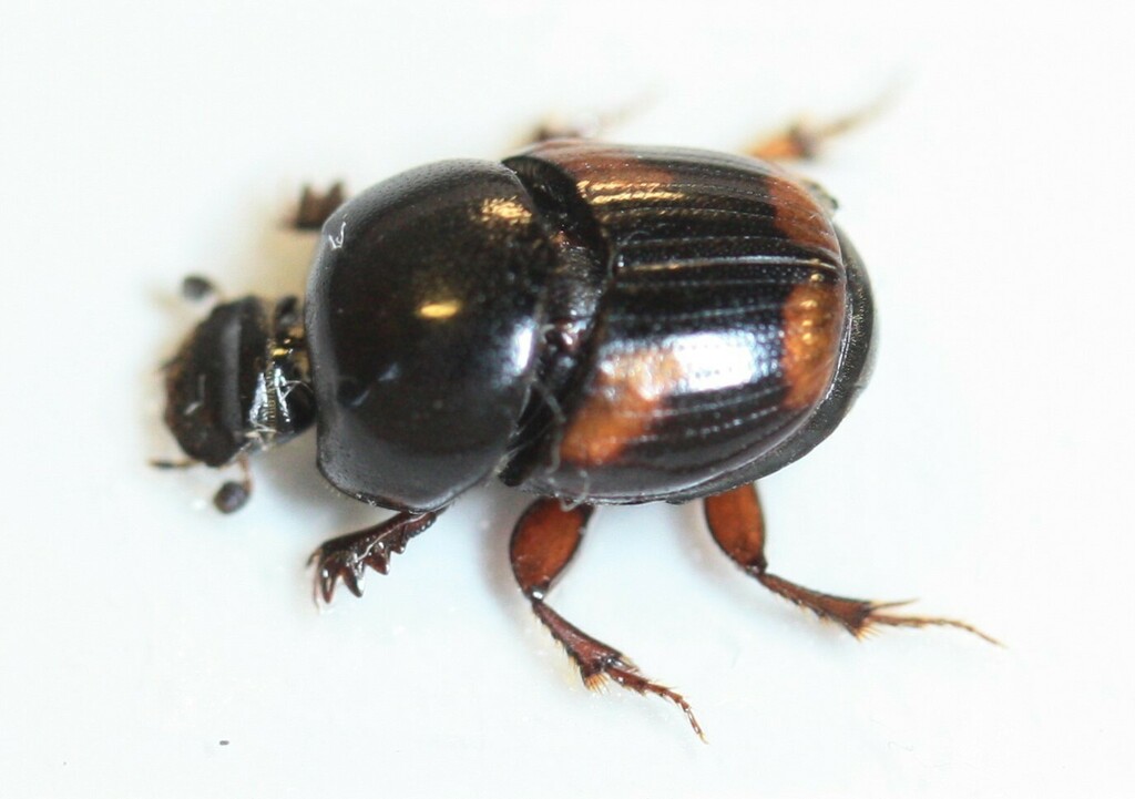 Caccobius schreberi from Серебряно-Прудский р-н, Московская обл ...