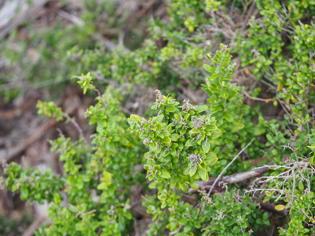 saltbush subfamily