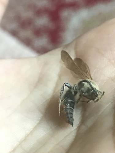 Campsomeriella thoracica