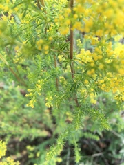 Galium verum