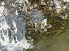 Podostemum ceratophyllum