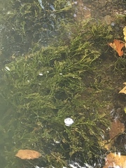 Podostemum ceratophyllum