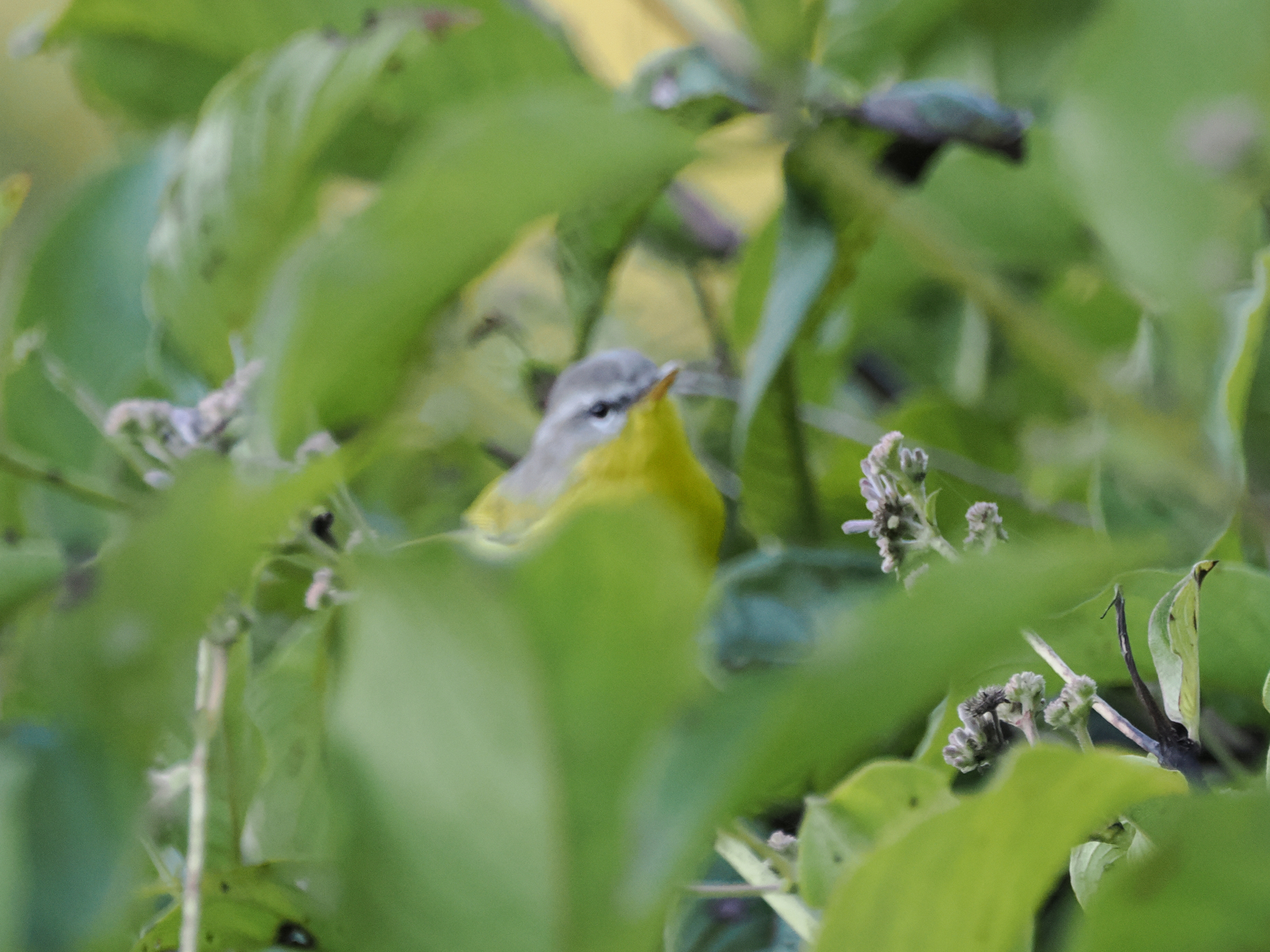 Grey-hooded Warbler