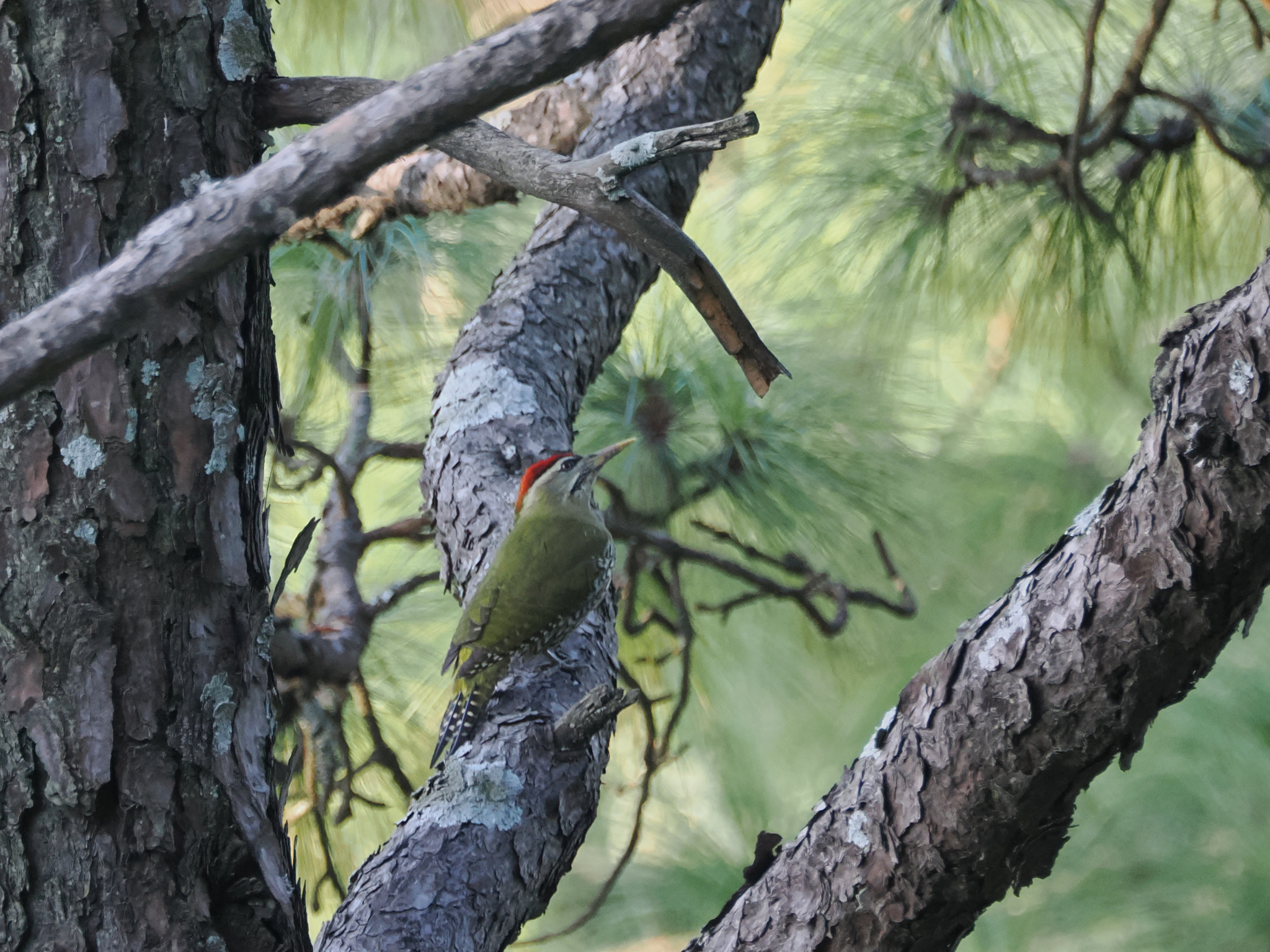 Scaly-bellied Woodpecker