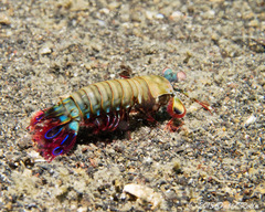 Odontodactylus scyllarus