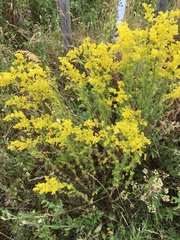 Galium verum