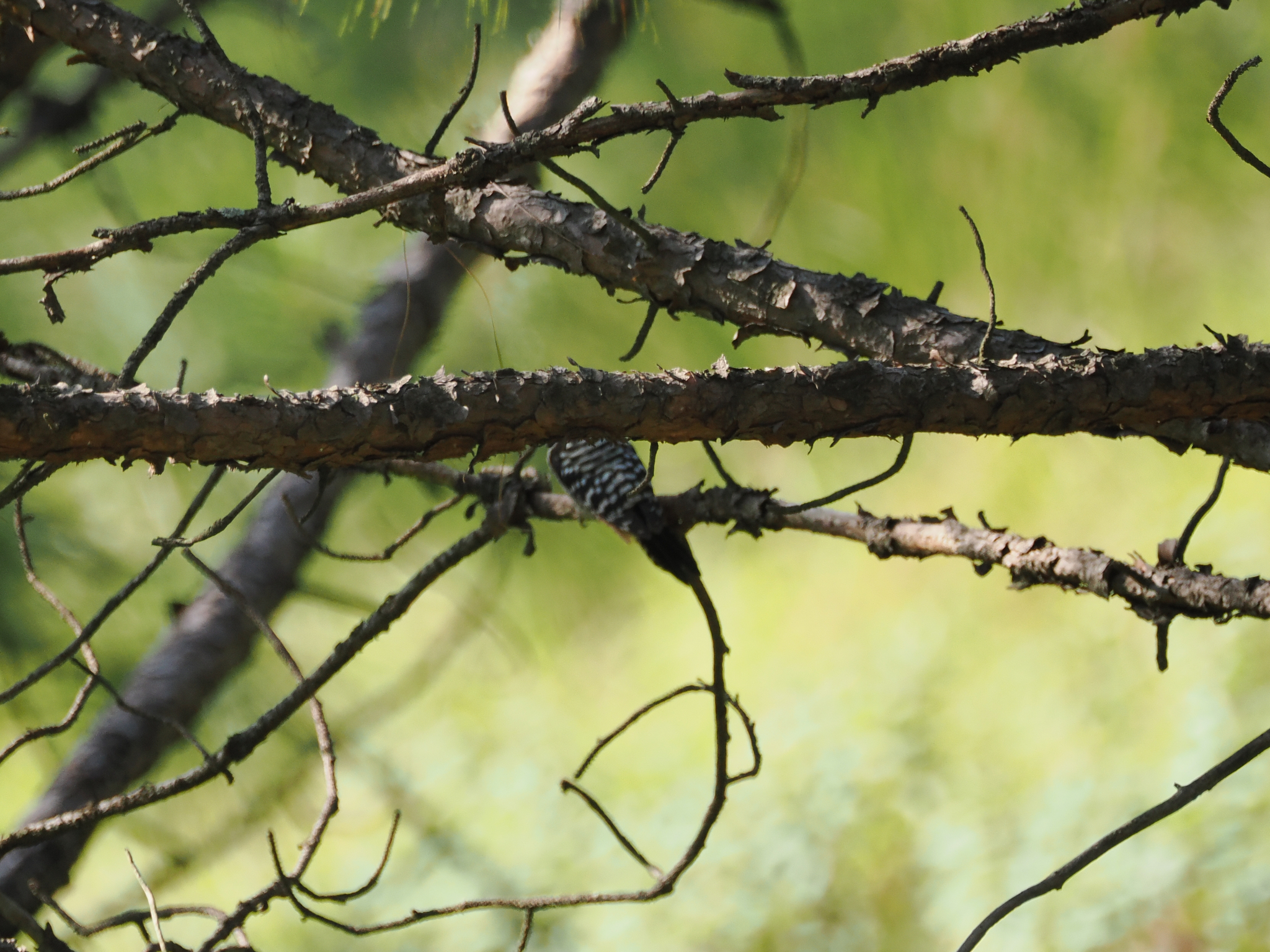 Brown-fronted Woodpecker