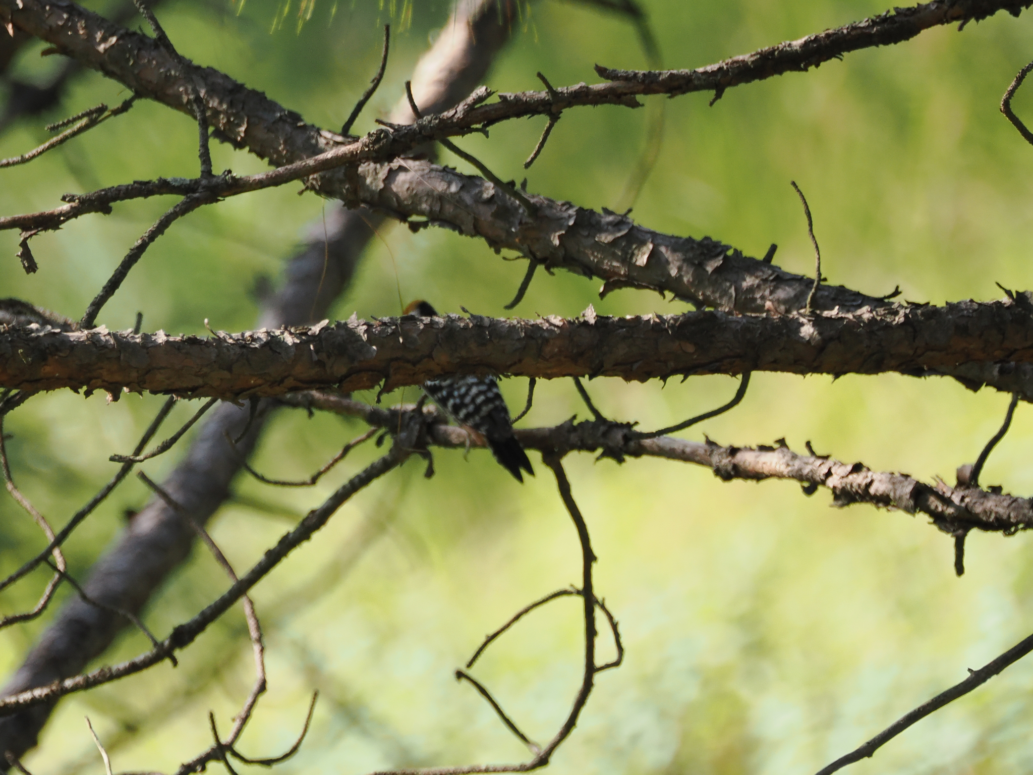 Brown-fronted Woodpecker
