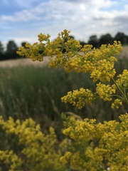 Galium verum