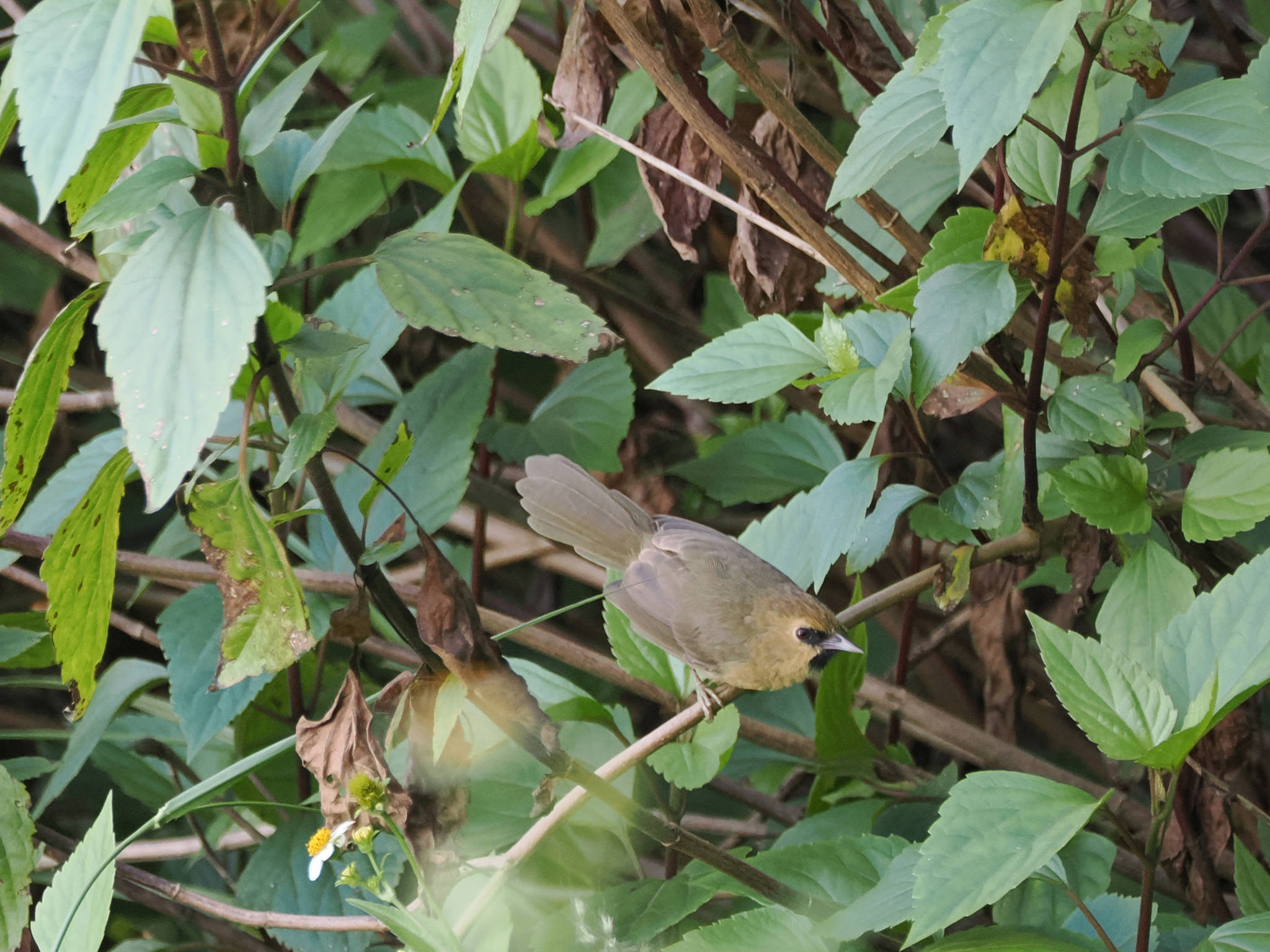 Black-chinned Babbler