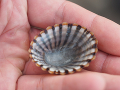 Cellana solida