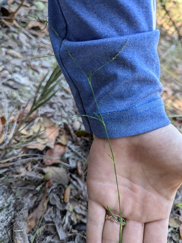 Image of Polygonella gracilis by no rights reserved