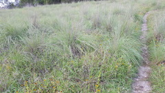 Muhlenbergia lindheimeri