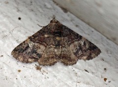 Toxonprucha diffundens