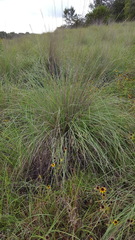 Muhlenbergia lindheimeri
