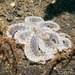 Indo-Pacific Longarm Octopuses - Photo (c) 104623964081378888743, some rights reserved (CC BY-NC), uploaded by 104623964081378888743
