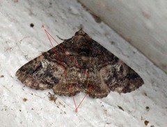 Toxonprucha diffundens