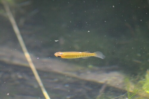 Northern starhead topminnow (Fundulus dispar) — Fundulidae — 4