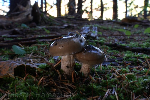 Hygrophorus olivaceoalbus