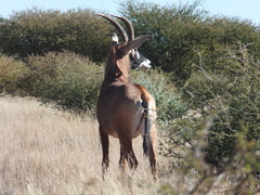 Hippotragus equinus equinus