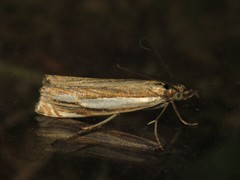 Crambus silvella