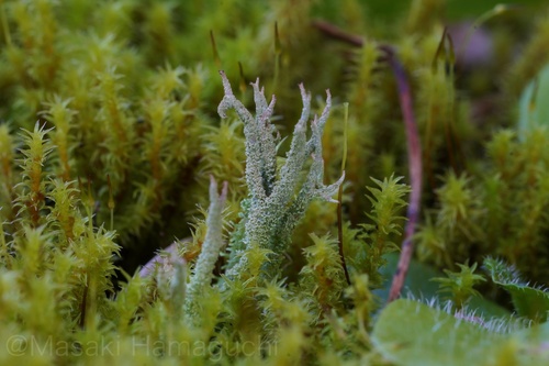 Cladonia