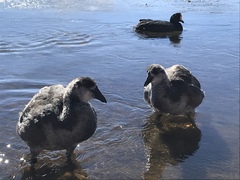 Fulica gigantea