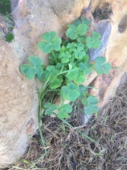 Oxalis compressa