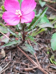 Oenothera deserticola
