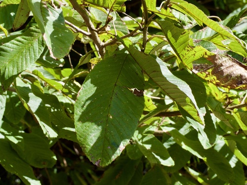 Image of Meliosma myriantha by (c) りなべる, some rights reserved (CC BY)