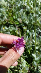 Allium brevistylum