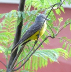 Tyrannus melancholicus