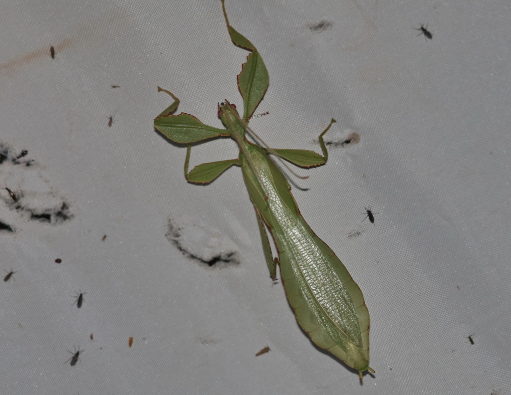 Cryptophyllium khmer