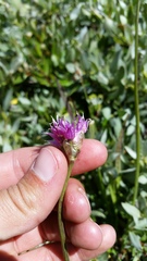 Allium brevistylum