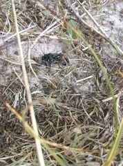 Ammophila sabulosa
