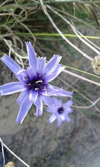 Catananche caerulea
