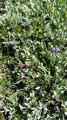Allium brevistylum