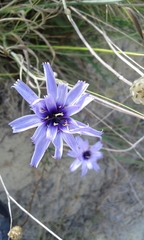 Catananche caerulea