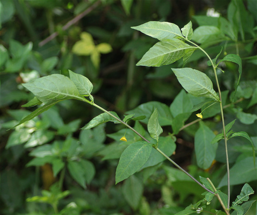 Capsicum rhomboideum (Capsicum rhomboideum)