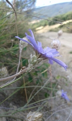 Catananche caerulea